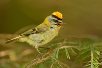 Kralicek ohnivy - Regulus ignicapilla - Firecrest 5197